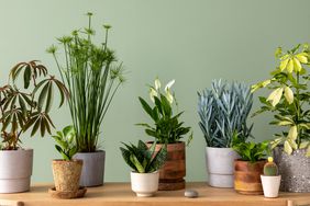 Creative composition of botanic home interior design with lots of plants in classic designed pots and accessories on the wooden chest of drawers. Green wall. Nature and plants love concepts