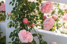 roses on fence