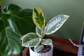 A small rubber tree plant sits in a white pot on a desktop